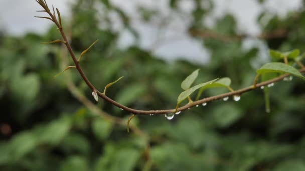 水滴とアクチニジアの緑の葉 葉の上では雨粒が風に乗って葉から落ちます — ストック動画