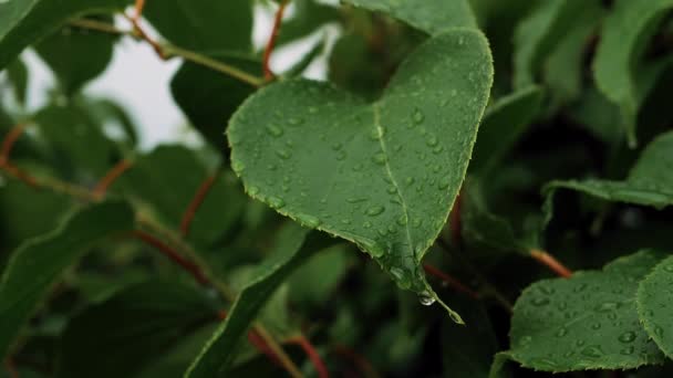 Πράσινα Φύλλα Ακτινιδίας Σταγόνες Νερού Ένα Φύλλο Σταγόνες Βροχής Κινούνται — Αρχείο Βίντεο