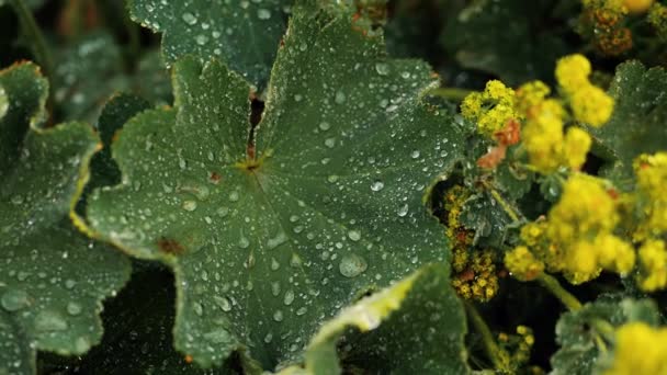Groene Bladeren Rospodina Thee Met Waterdruppels Een Blad Bewegen Regendruppels — Stockvideo
