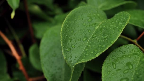 Groene Bladeren Van Actinidia Met Waterdruppels Een Blad Bewegen Regendruppels — Stockvideo