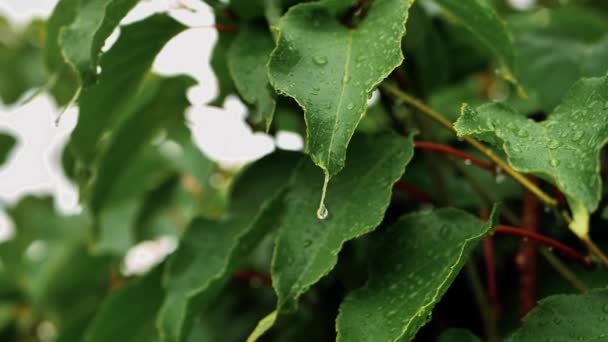 水滴とアクチニジアの緑の葉 葉の上では雨粒が風に乗って葉から落ちます — ストック動画
