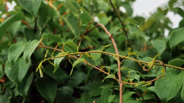 Grüne Blätter Von Aktinidien Mit Wassertropfen Auf Einem Blatt Bewegen — Stockvideo