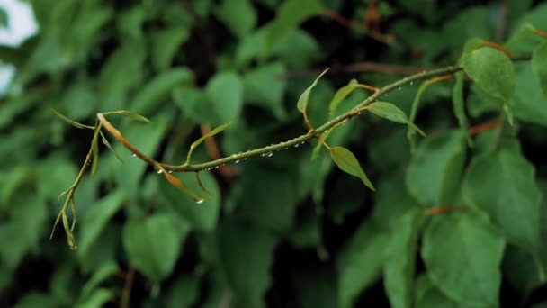 Grüne Blätter Von Aktinidien Mit Wassertropfen Auf Einem Blatt Bewegen — Stockvideo