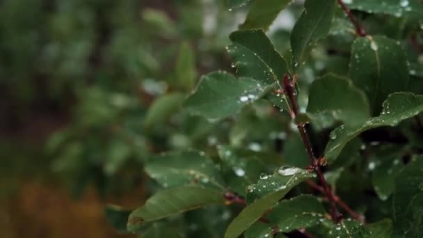 緑色の葉に水滴が付きます 葉の上では雨粒が風に乗って葉から落ちます — ストック動画