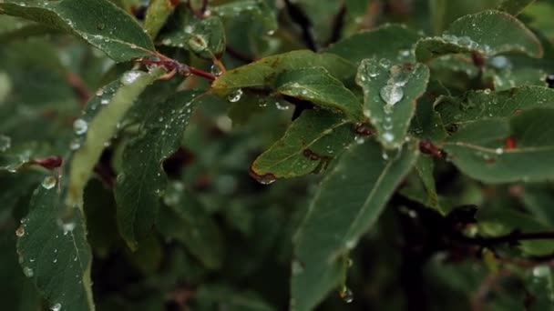 Grüne Blätter Mit Wassertropfen Auf Einem Blatt Bewegen Sich Regentropfen — Stockvideo