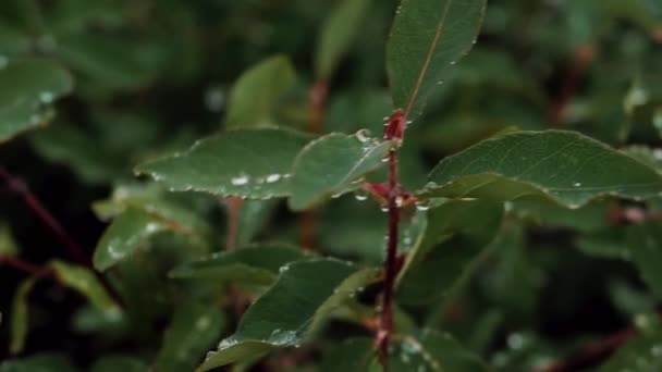 Grüne Blätter Mit Wassertropfen Auf Einem Blatt Bewegen Sich Regentropfen — Stockvideo