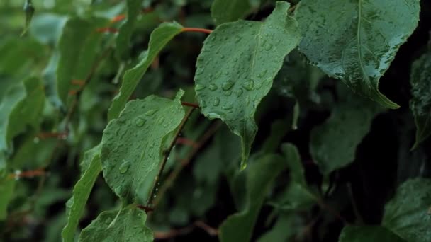 Зеленые Листья Актинидии Капельками Воды Листе Капли Дождя Движутся Ветру — стоковое видео