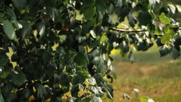 Die Blätter Des Obstgartens Wiegen Sich Wind — Stockvideo