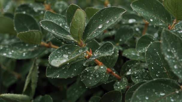 Zelené Listy Kapkami Vody Listí Kapky Deště Pohybují Větru Padají — Stock video