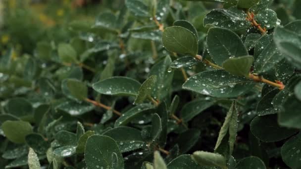 Πράσινα Φύλλα Σταγόνες Νερού Ένα Φύλλο Σταγόνες Βροχής Κινούνται Στον — Αρχείο Βίντεο