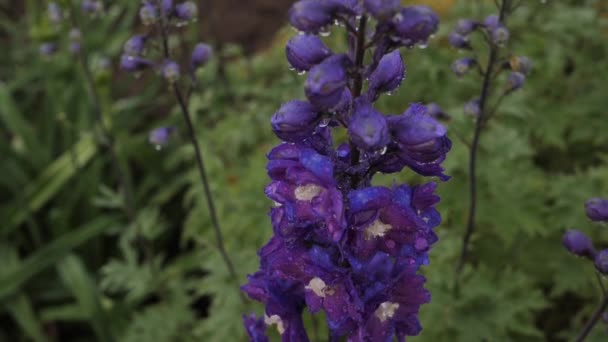Зелене Листя Квітка Цвіте Краплями Води Краплі Дощу Синіх Квітах — стокове відео