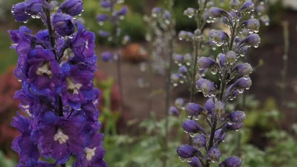 Grüne Blätter Und Blüten Mit Wassertropfen Regentropfen Auf Blauen Blumen — Stockvideo