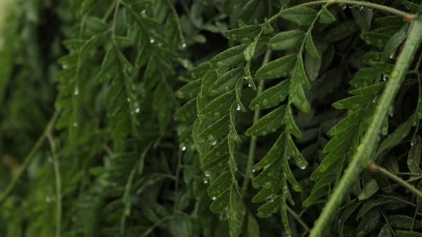 Зеленые Листья Капельками Воды Листе Капли Дождя Движутся Ветру Падают — стоковое видео