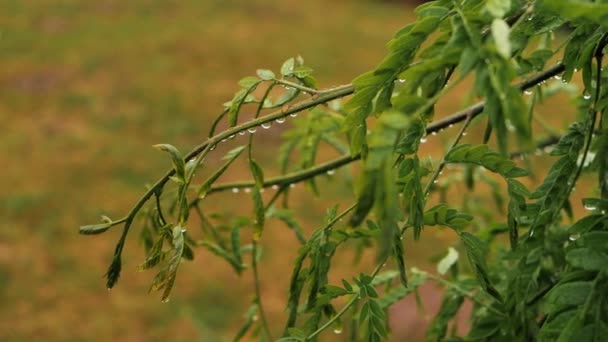 绿叶有水滴 在一片树叶上 雨滴在风中飘扬 落在树叶上 — 图库视频影像