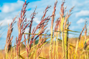 Yaz aylarında kır otlaklarında kuru otlar yetişir..