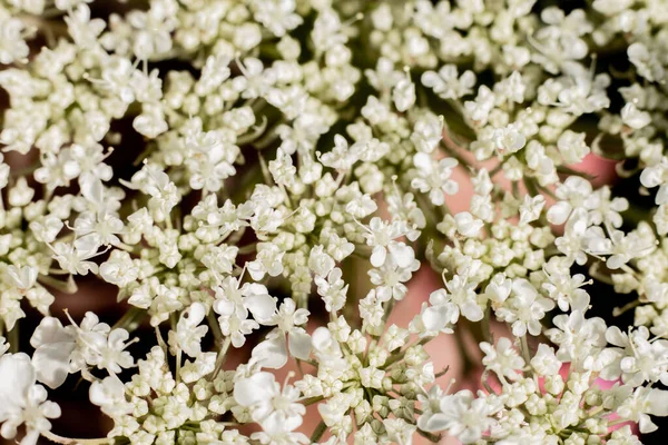 Koronkowa Łąka Królowej Anny Biały Kwiat Zbliżenie Tło — Zdjęcie stockowe