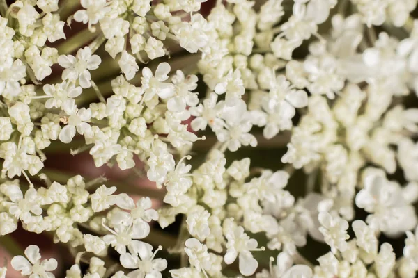 Kraliçe Anne Dantel Çayır Bitkisinin Beyaz Bir Çiçeği Var Yakın — Stok fotoğraf