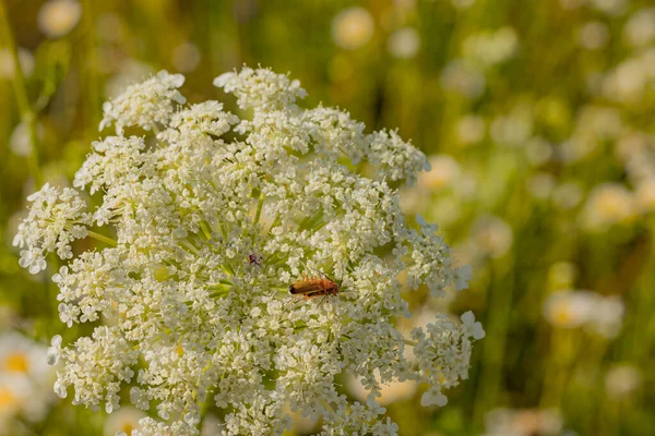 Kraliçe Anne Dantel Çayırı Kırmızı Böcekli Beyaz Çiçek — Stok fotoğraf