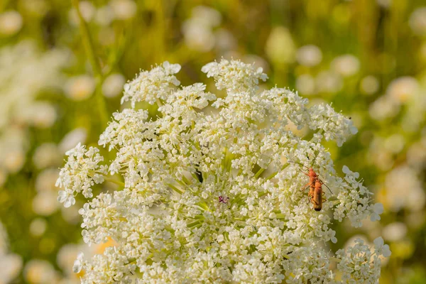 Kraliçe Anne Dantel Çayırı Kırmızı Böcekli Beyaz Çiçek — Stok fotoğraf