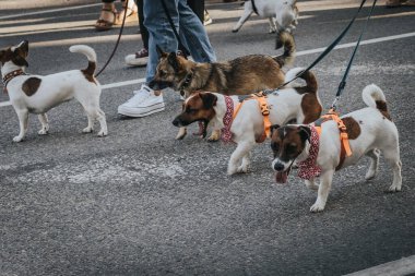 Halka açık şehir etkinliği, geçit töreni, iş ve dükkan etkinliği. Yumuşak seçici odak. 