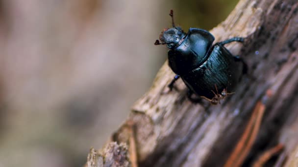 Escarabajo Estiércol Negro Trepa Por Árbol Una Hormiga Ataca Vídeos — Vídeos de Stock