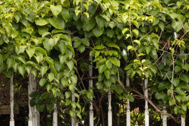 Çitin kenarında, küçük kiviler, aktinideler, yeşil yapraklı sarmaşıklar. Yumuşak seçici odak.