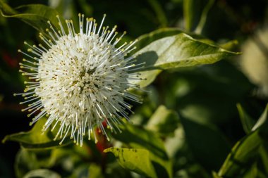 Bir düğme gibi yumuşak bir çalı yuvarlak - Batı Cephalanthus (Cephalanthus occidentalis)! Yuvarlak virüs-covid. Yumuşak seçici odak.