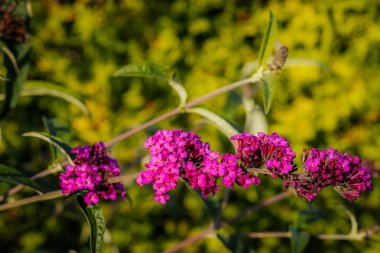 Güneşin aydınlattığı tek bir dalda uzun bir çiçekle birlikte bir bahçe çalısı. Yumuşak seçici odak.