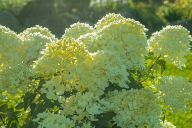 Ortanca çalısı bahçedeki evin yakınındaki güneş ışığında. Yumuşak, seçici odaklanma. Resim için yapay olarak tahıl yaratıldı. Atmosferik bozulma, sıcak hava bozulması, ısı bozulması, hava kırılması.