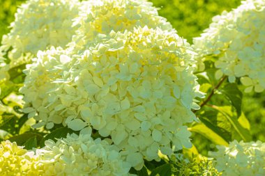 Ortanca çalısı bahçedeki evin yakınındaki güneş ışığında. Yumuşak, seçici odaklanma. Resim için yapay olarak tahıl yaratıldı. Atmosferik bozulma, sıcak hava bozulması, ısı bozulması, hava kırılması.