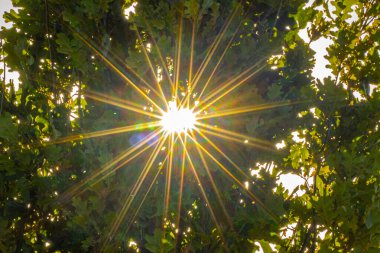 Gün batımında ağaçlar, ağaç dallarında ve yapraklarda parlayan güneş ışınları. Yumuşak, seçici odaklanma. Resim için yapay olarak tahıl yaratıldı. Atmosferik bozulma, sıcak hava bozulması, ısı bozulması, hava 