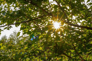 Gün batımında ağaçlar, ağaç dallarında ve yapraklarda parlayan güneş ışınları. Yumuşak, seçici odaklanma. Resim için yapay olarak tahıl yaratıldı. Atmosferik bozulma, sıcak hava bozulması, ısı bozulması, hava 