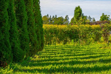 Bahçedeki evin yakınındaki çimlerin üzerinde ağaç gölgeleri..