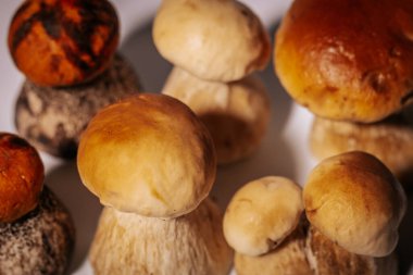 Kahverengi şapkalı orman mantarı, ormanın kraliçesi, beyaz arka plan. Mantarlar pahalıdır, ormanda az sayıda yetişir..