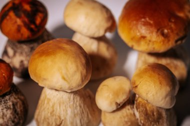 Kahverengi şapkalı orman mantarı, ormanın kraliçesi, beyaz arka plan. Mantarlar pahalıdır, ormanda az sayıda yetişir..