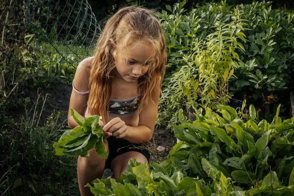 stock image In the garden near the house, the child is picking lettuce, sorrel. Soft selective focus.