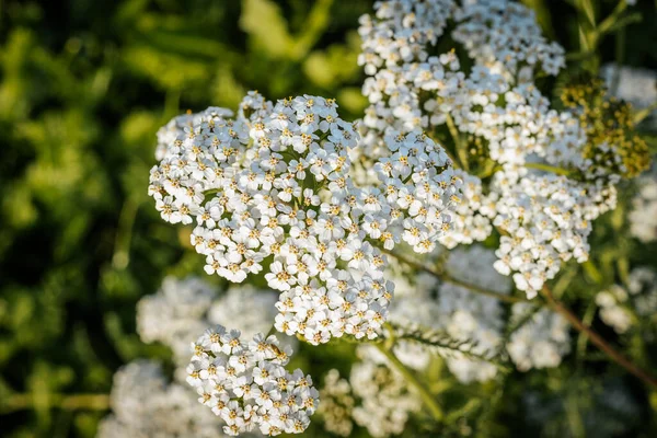White flowers of natural yarrow tea. Grows in the meadow. Soft selective focus.