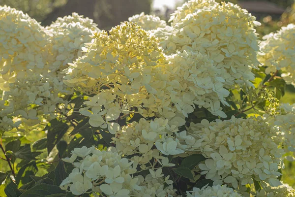 Ortanca çalısı bahçedeki evin yakınındaki güneş ışığında. Yumuşak, seçici odaklanma. Resim için yapay olarak tahıl yaratıldı. Atmosferik bozulma, sıcak hava bozulması, ısı bozulması, hava kırılması.