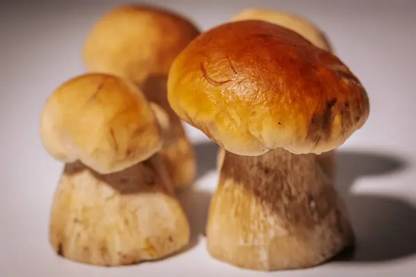 有褐色帽子的森林蘑菇 森林女王 白色背景 蘑菇是昂贵的 很少在森林里生长 — 图库照片