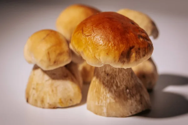 有褐色帽子的森林蘑菇 森林女王 白色背景 蘑菇是昂贵的 很少在森林里生长 — 图库照片