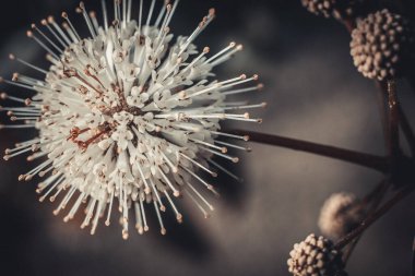 Dekoratif - Batılı sefalanthus occidentalis (sefalanthus occidentalis) çalılık hakkında benzer özelliklere sahiptir. Yuvarlak beyaz ve iğne sarı uçlu. Yumuşak seçici odak.