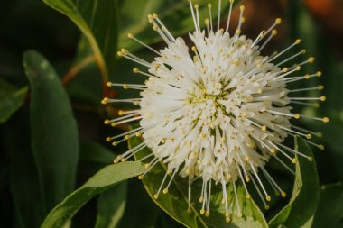 Dekoratif - Batılı sefalanthus occidentalis (sefalanthus occidentalis) çalılık hakkında benzer özelliklere sahiptir. Yuvarlak beyaz ve iğne sarı uçlu. Yumuşak seçici odak.