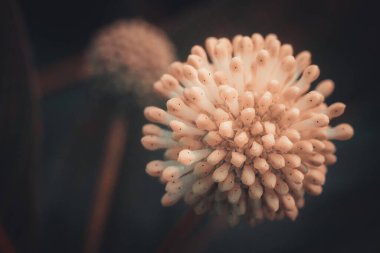 Dekoratif - Batılı sefalanthus occidentalis (sefalanthus occidentalis) çalılık hakkında benzer özelliklere sahiptir. Yuvarlak beyaz ve iğne sarı uçlu. Yumuşak seçici odak.