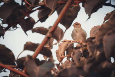 Kuş serçesi, aktinidia çalılığındaki evin yanında. Yumuşak seçici odak.