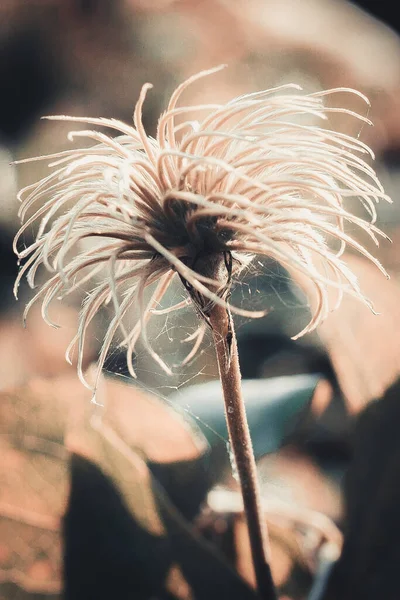 Eine Blühende Schlingpflanze Für Zäune Und Pergolen Mit Hängenden Blütensamenhaaren — Stockfoto