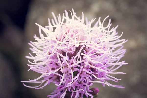 Purple round flower. Onion flower. Soft selective focus.