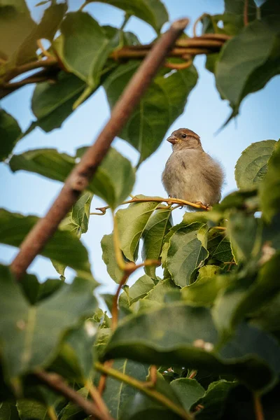 Bird sparrow near the house on the actinidia bush. Soft selective focus.