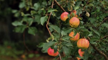 Elma dallı özel ev elma ağaçları. Sonbahar hasadı. Yumuşak seçici odaklanma. Video klipleri.