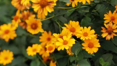 Muhteşem sonbahar çiçeği sarı çiçek. Rüzgarda savruluyor. Video klipler. Yumuşak seçici odak.