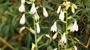 Rüzgarda hareket eden sonbaharda beyaz çiçekler açar. Yumuşak odaklanma. Videolar.